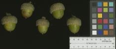 NUT